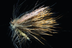 HCaddis