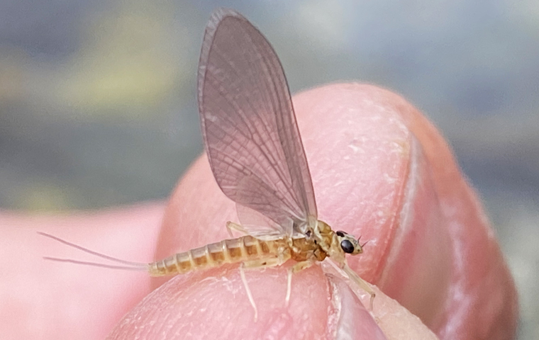 Pesca con la mosca Costruzione
